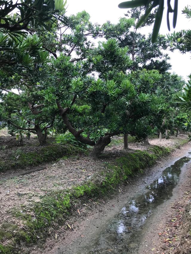 台湾罗汉松 台湾罗汉松（台湾罗汉松与本地罗汉松区别） 生活