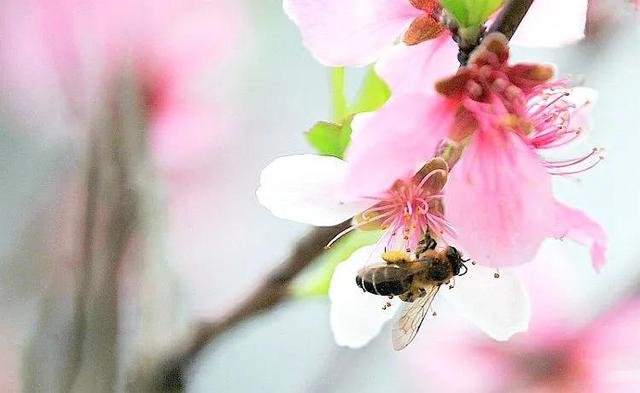 桃花什么时候开