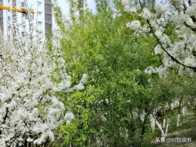 花香习习，垂柳依依，一花一世界，一树一菩提，淡妆浓抹总相宜