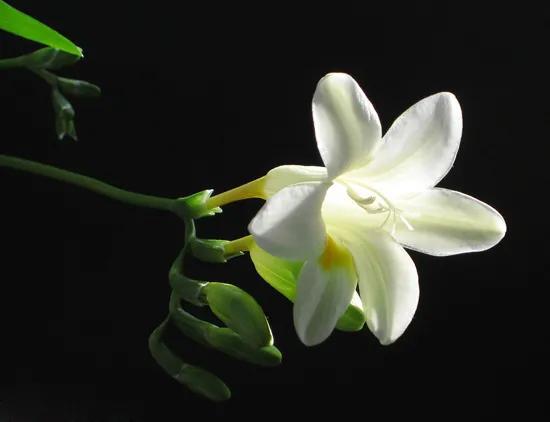 分享图片，芬芳美丽香雪兰