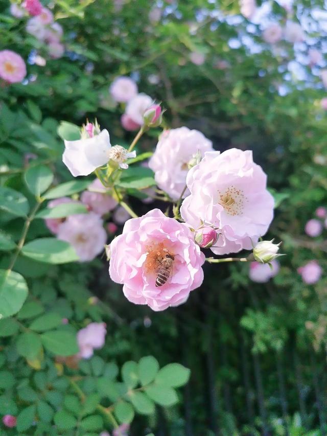 花影缤纷 一路相逢