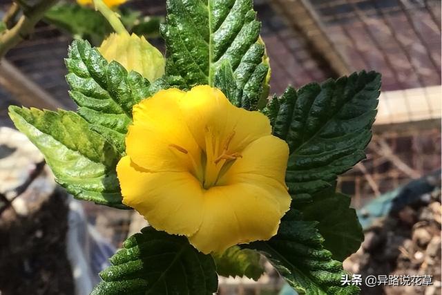 太阳花的象征意义