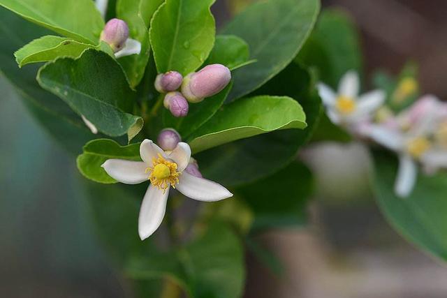 5月花 5月花  5月花开的唯美句子 生活