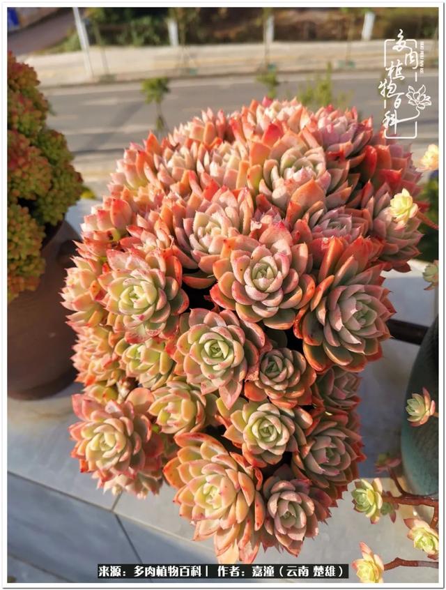 玉蝶铜芯电线价格表4平方,玉蝶铜芯线今日价格