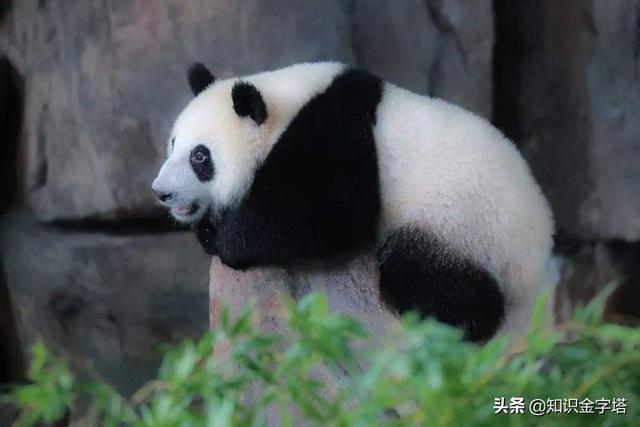 大熊猫有多少只（全球大熊猫有多少只）