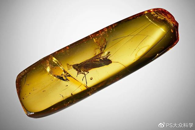 被凝固的时间 10块绝美琥珀带你重返白垩纪