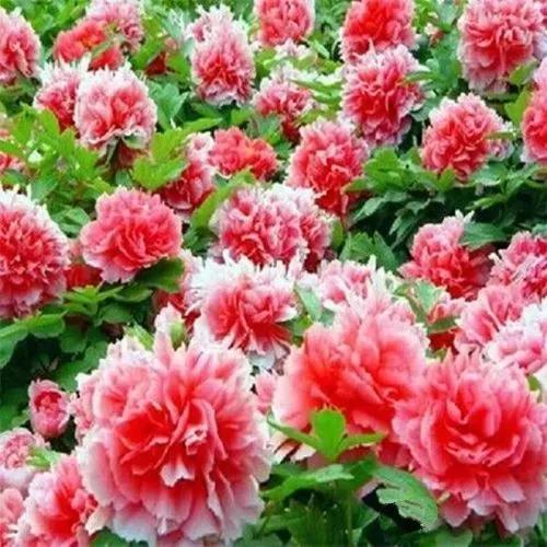 牡丹、芍药大比拼，到底谁最美