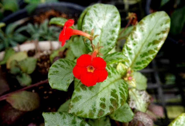 小众审美下的网红植物，你能get到它的美吗？