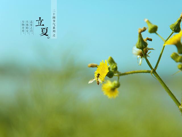 5月5号立夏，“立夏吃了蛋，热天不疰夏”，立夏吃蛋有什么讲究？