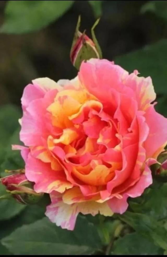 美丽的鲜花，姹紫嫣红，芬芳扑鼻，令人心情愉悦