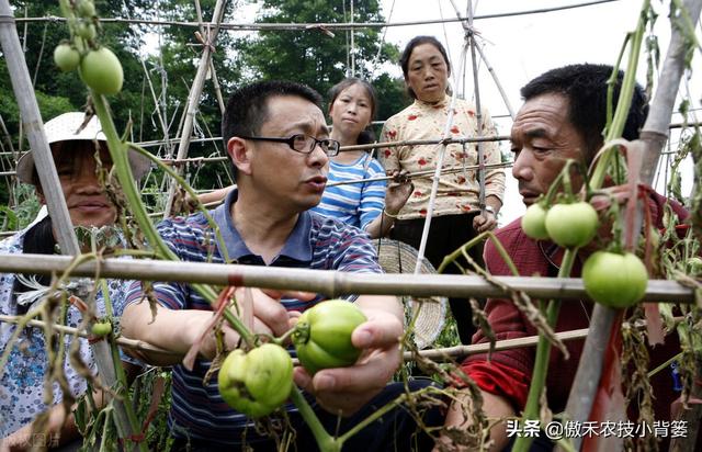 种瓜种菜要重防土传病害！土传病害的主要原因和病害特点是什么？9