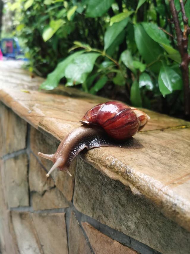 警惕！雨后街头这种生物频繁出没，千万别碰！