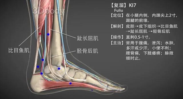 复溜穴—滋补肝肾支津液失调之汗证