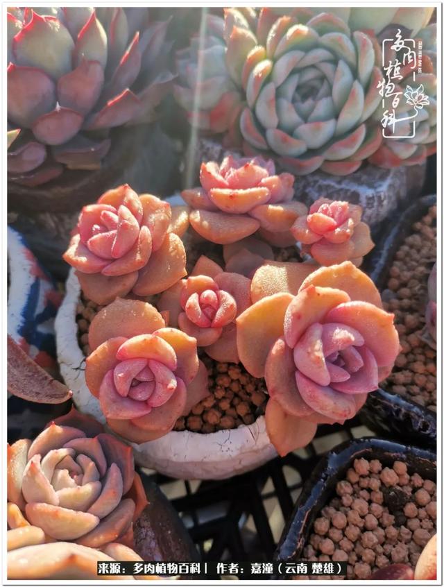 玉蝶铜芯电线价格表4平方,玉蝶铜芯线今日价格