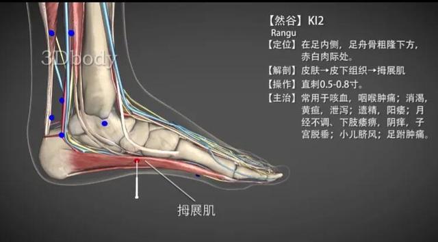 然谷穴—预防老年人尿频