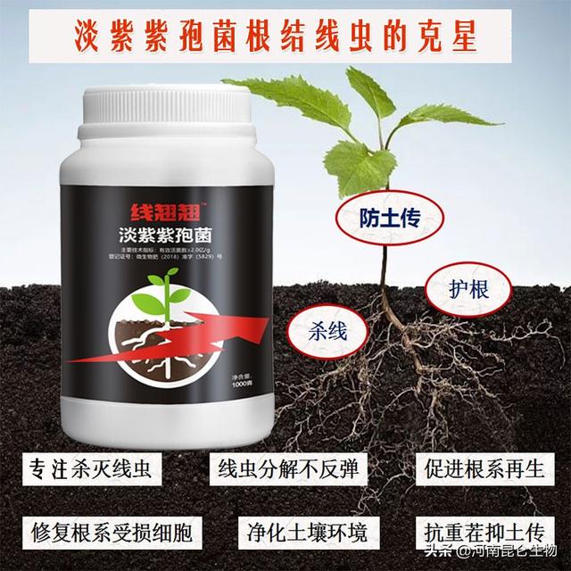 丝瓜根结线虫用什么药？丝瓜根线虫用阿维菌素能防控吗2