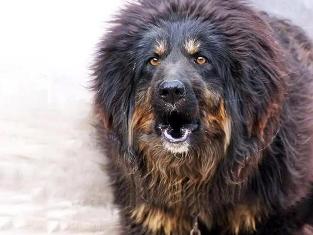 13年 3岁男童被藏獒咬伤脖子 狗主人扔2万元后消失 后续如何 Zh中文网