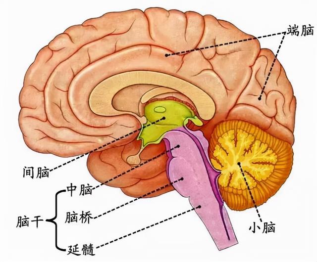 大脑演化：解剖精密神奇的大脑，让自己真正觉醒