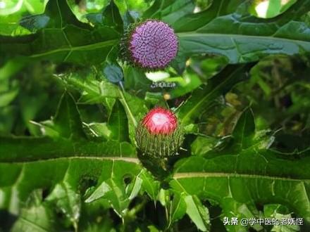 每天学习一味中药——大蓟