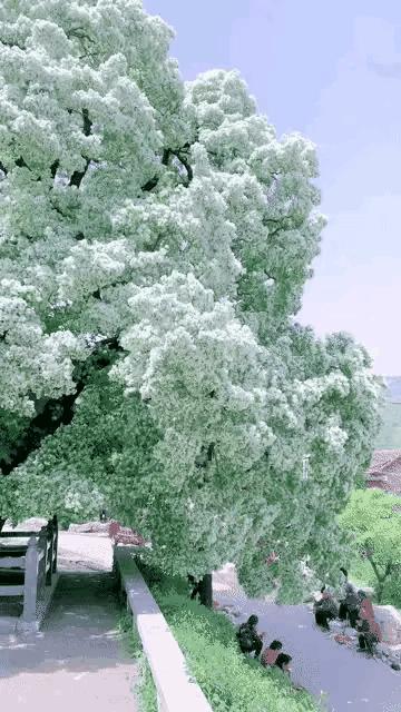 山东树王 千年流苏