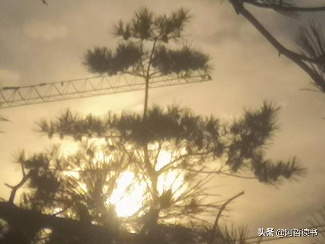 霞光唱晚，落日照松间，夕阳美无限