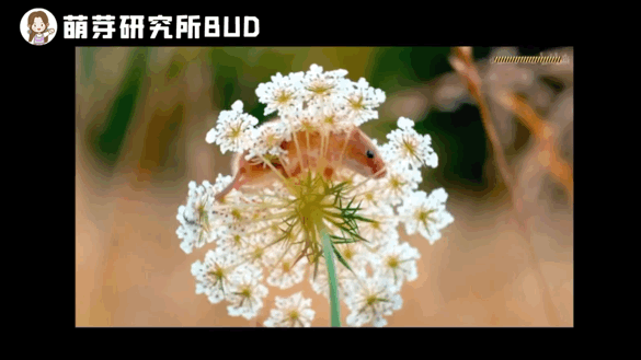 好的纪录片，能带领孩子看到另一个世界（附资源）