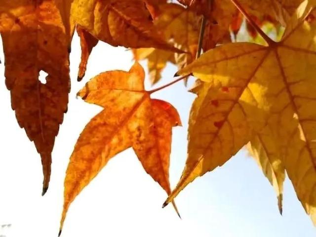 日子简简单单，就真实；生活平平淡淡，就快乐