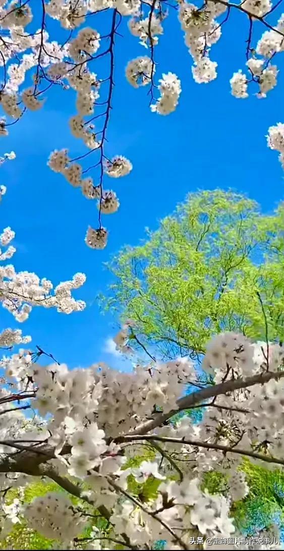 春花烂漫，竞相绽放，鸟语花香
