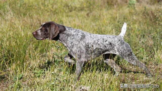 短毛大型犬