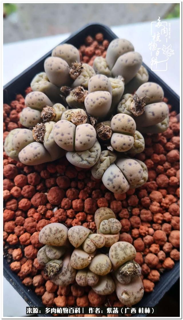郑州新型泥土洗砂机