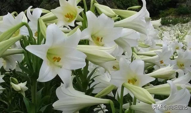 香水百合