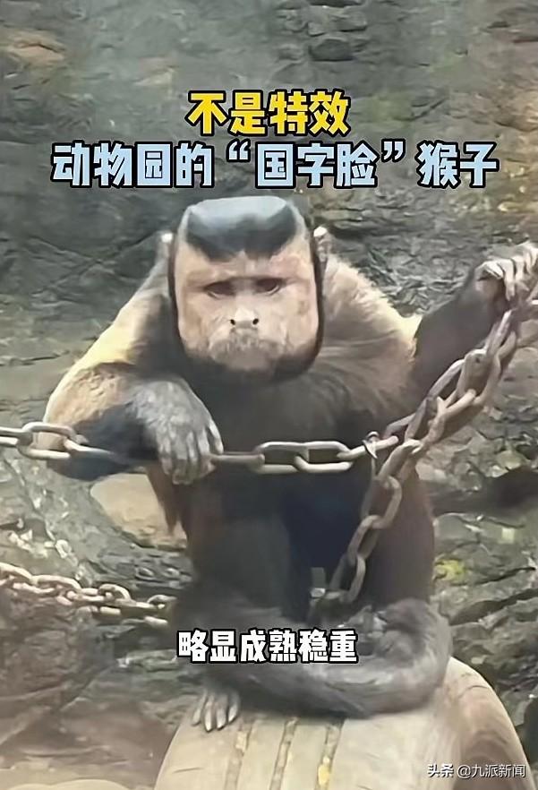 目击者回应公园“国字脸猴”走红：是真的猴子，没有戴人皮面具