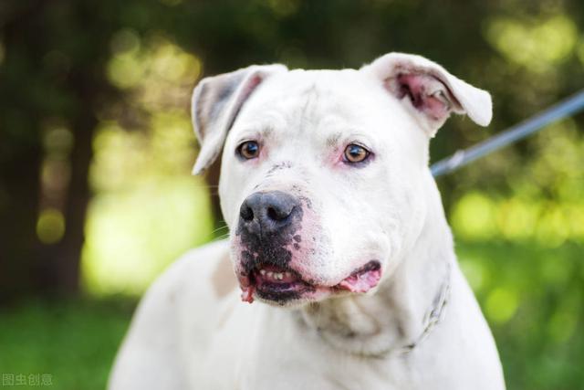 比特犬打架视频 比特犬打架视频（比特犬打架视频观看） 动物