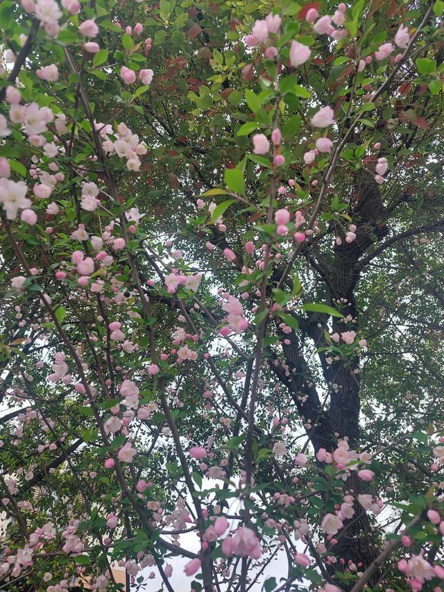正当春花烂漫时