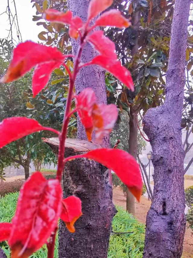 宗懔荆楚岁时记记载古代正月十五习俗祭门祭户迎祀紫姑 新闻时间