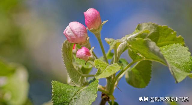 苹果花蕾露红一定要打药，如何选药、配药、打药保证安全和效果？9