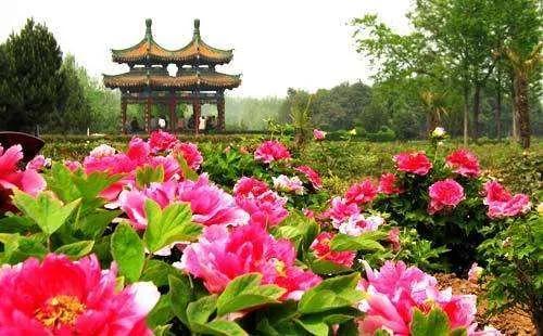 中国牡丹花会将于22年4月1号正常举办 新闻时间