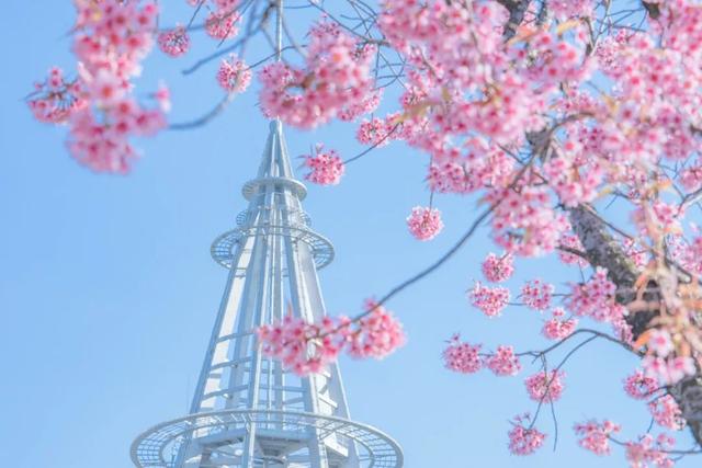 誰說春天才有花看？這份中國冬日賞花指南請查收