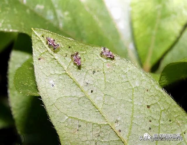 园林植保：常见害虫的防治（尺蠖、蚜虫、红蜘蛛等）10