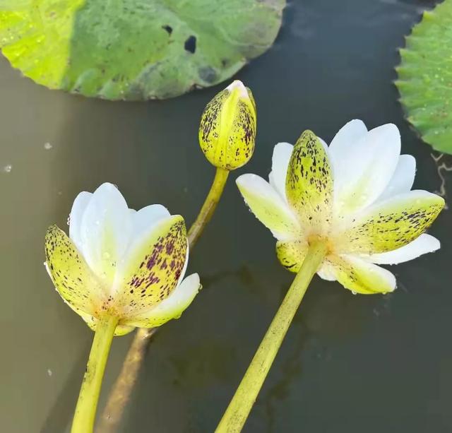 个睡莲新品种获国际登录每一种都美得不像话 新闻时间