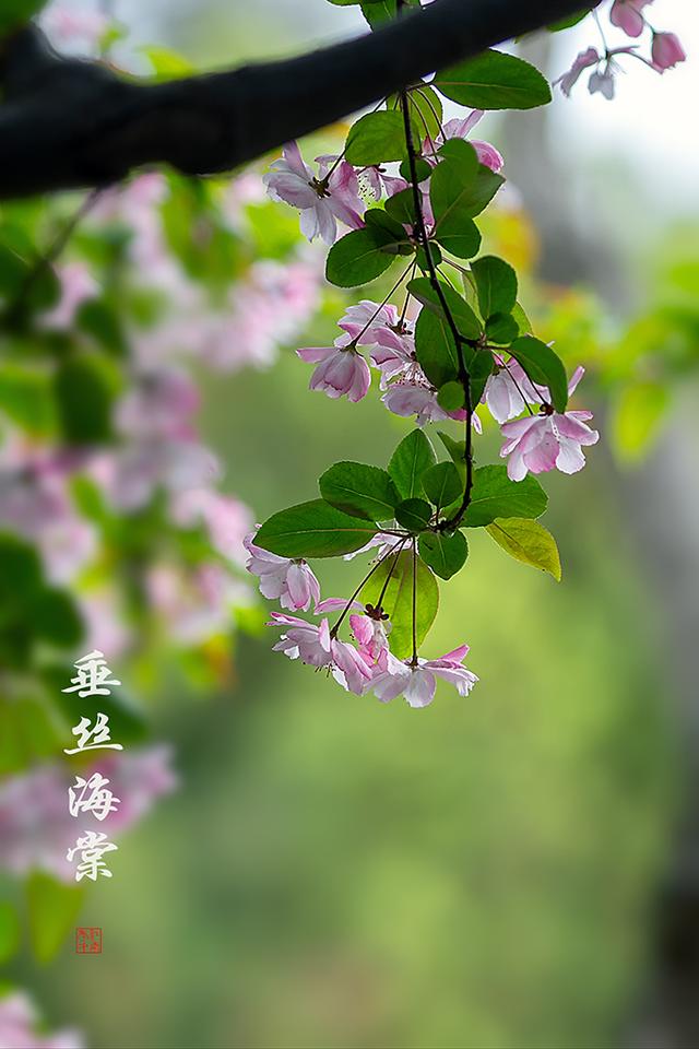 https://www.meipian.cn/56dvoh16