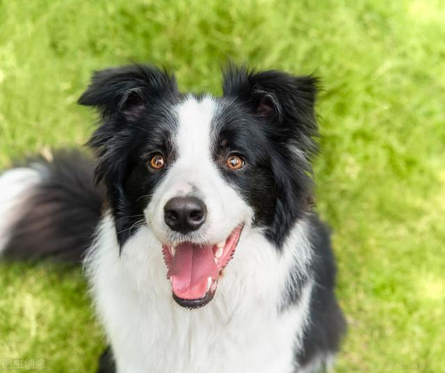 边牧 边牧（边牧是中型犬还是大型犬） 动物