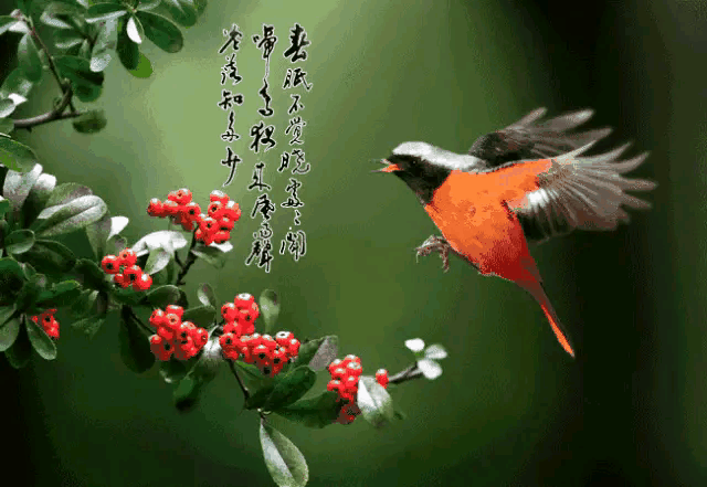 行香子：槐花