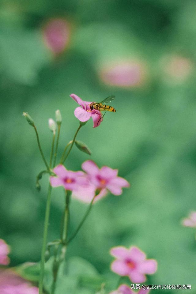 你好，珞珈山的夏天……