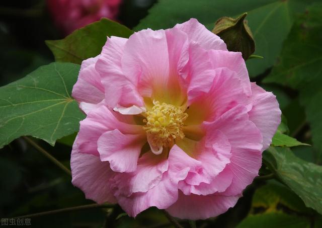 这些花类药材疏肝理气、清热散结，女性结节朋友可以用来泡茶喝