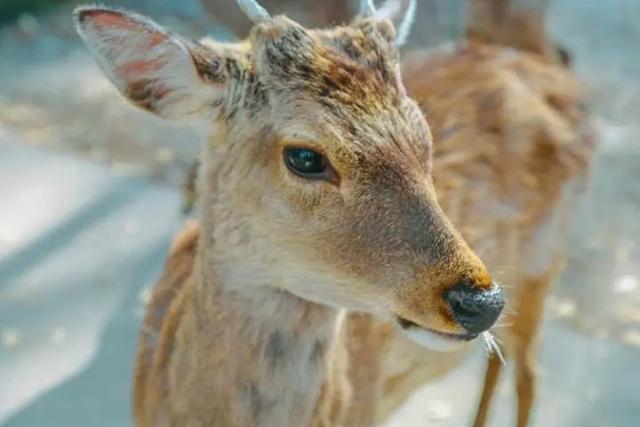 鹿的图片唯美 森系(鹿的图片唯美森系插画手绘)-天晟网