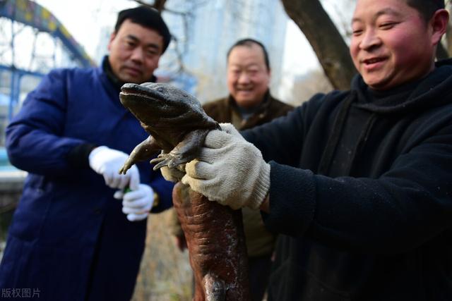 娃娃鱼图片 娃娃鱼图片（野生娃娃鱼图片） 动物