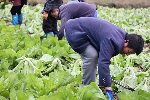 自毁长城的“土坑酸菜”，13万菜农如何自救？