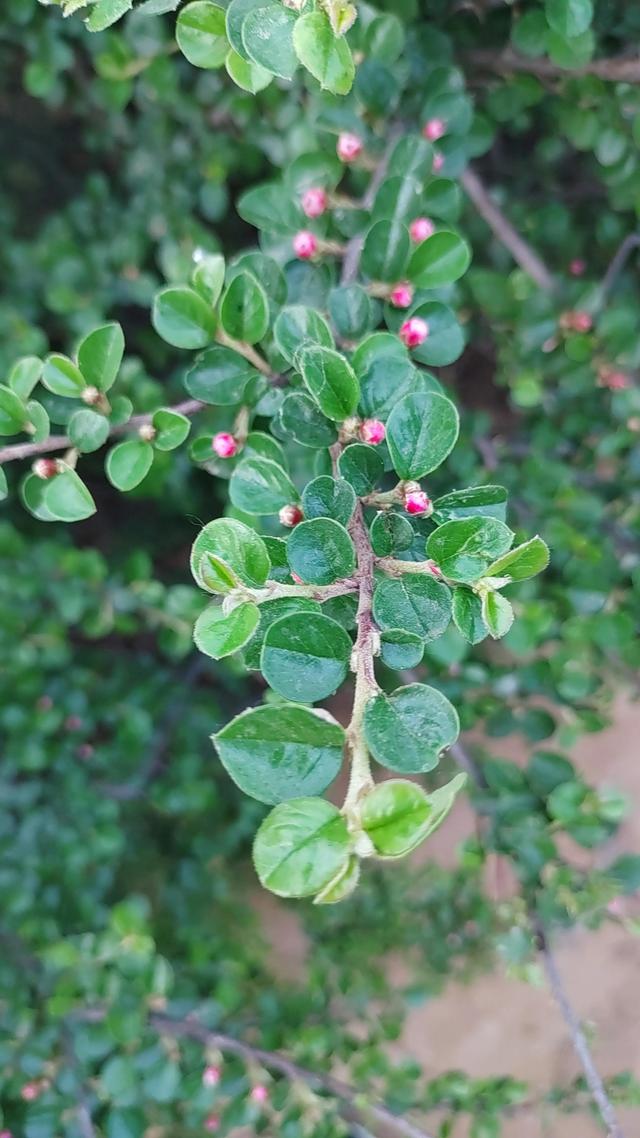 平枝栒子花偷偷露出了笑容