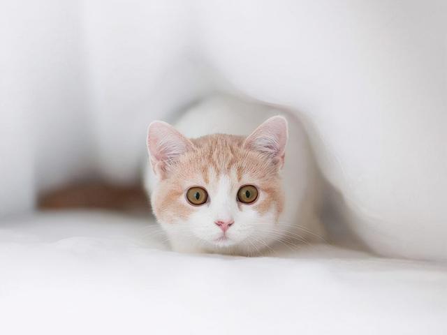 养土猫真的很丢人吗?